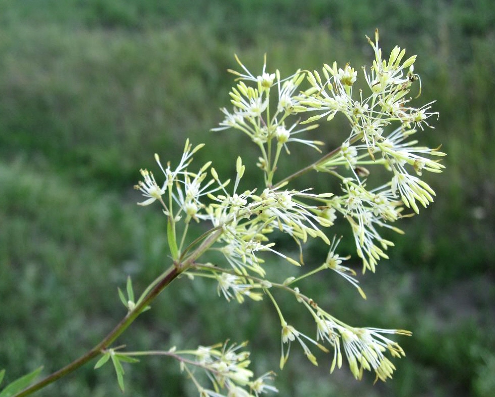 Изображение особи Thalictrum appendiculatum.