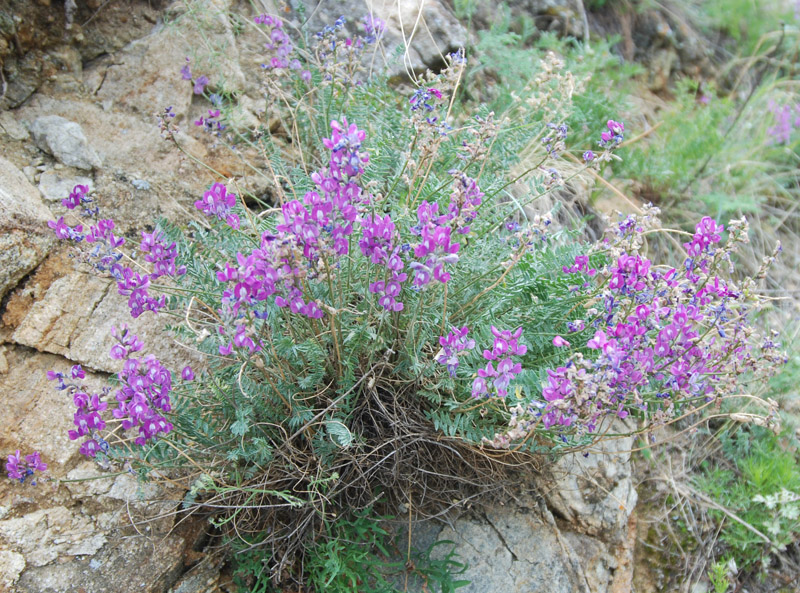 Изображение особи Oxytropis coerulea.