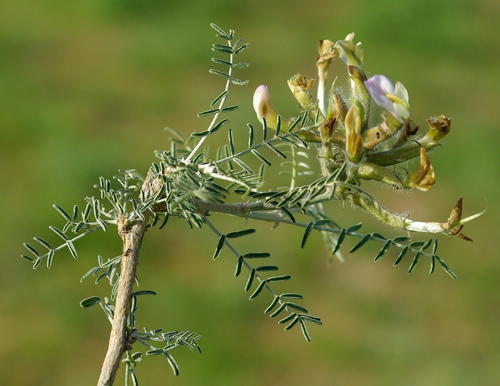 Изображение особи Astragalus neolipskyanus.