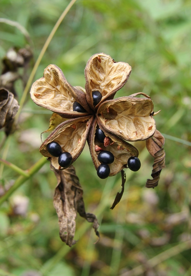 Image of Paeonia anomala specimen.