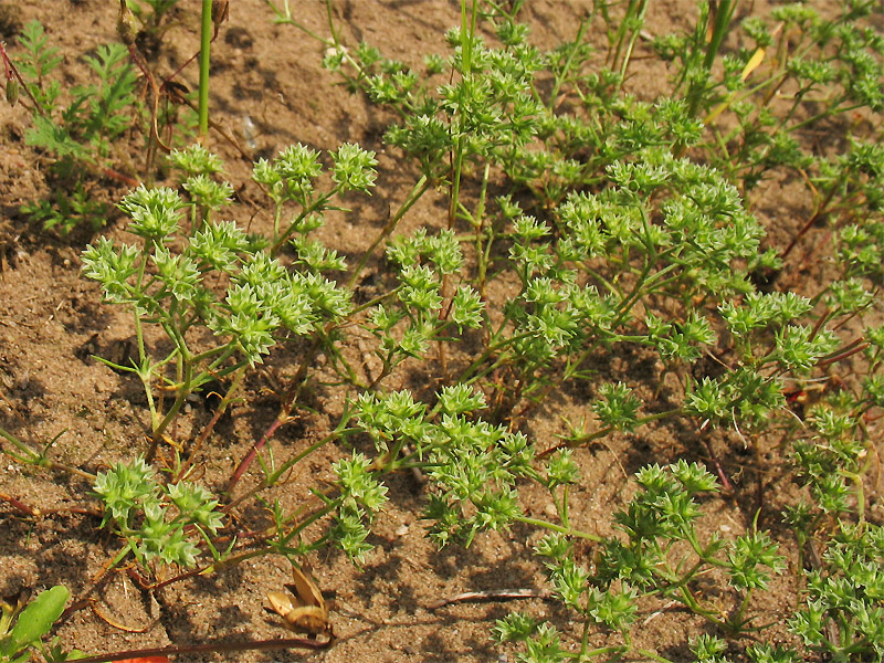 Image of Scleranthus annuus specimen.