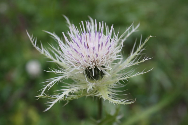 Image of Cirsium obvallatum specimen.