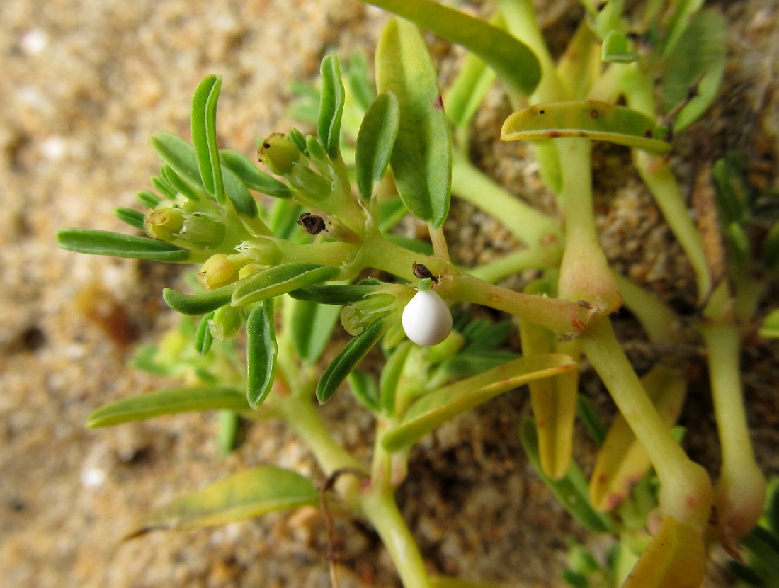 Image of genus Euphorbia specimen.