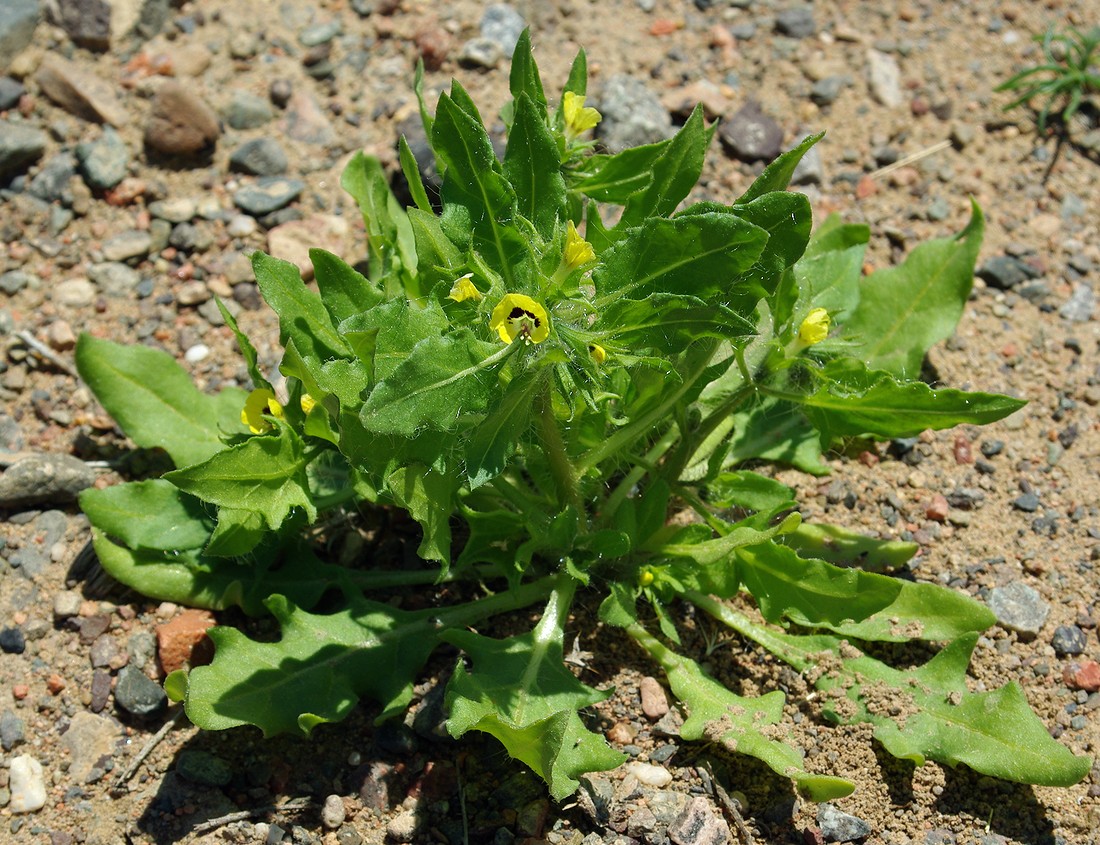 Image of Hyoscyamus pusillus specimen.