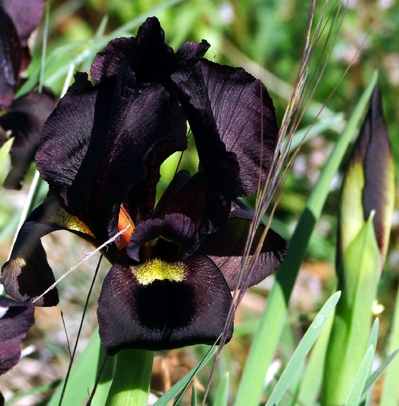 Image of Iris atropurpurea specimen.