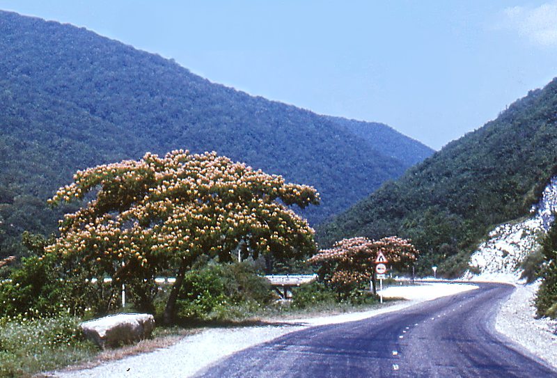 Image of Albizia julibrissin specimen.