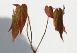 Epimedium rubrum