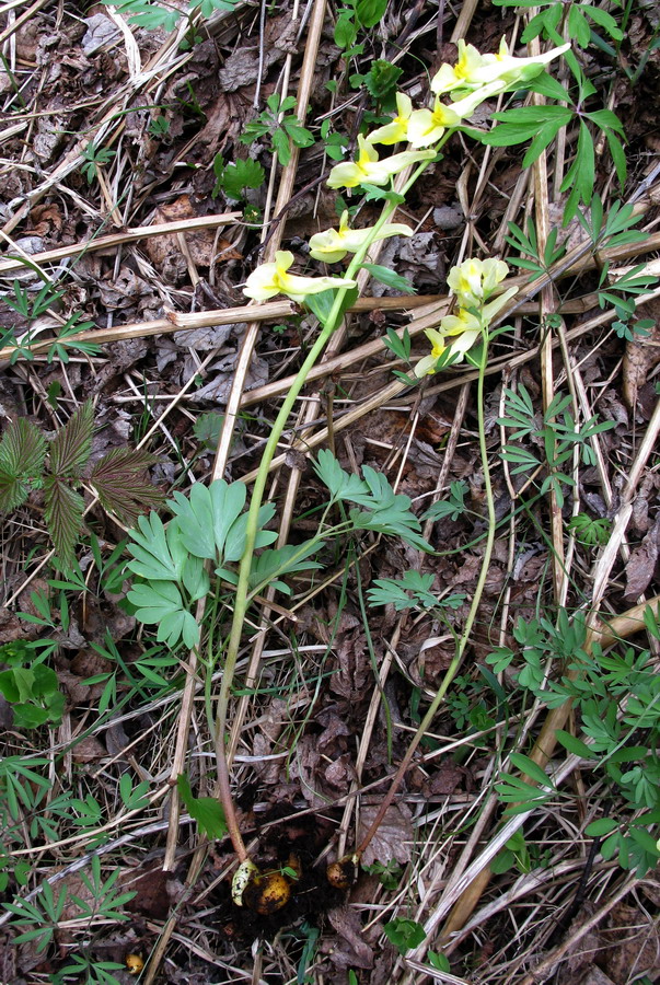 Image of Corydalis bombylina specimen.