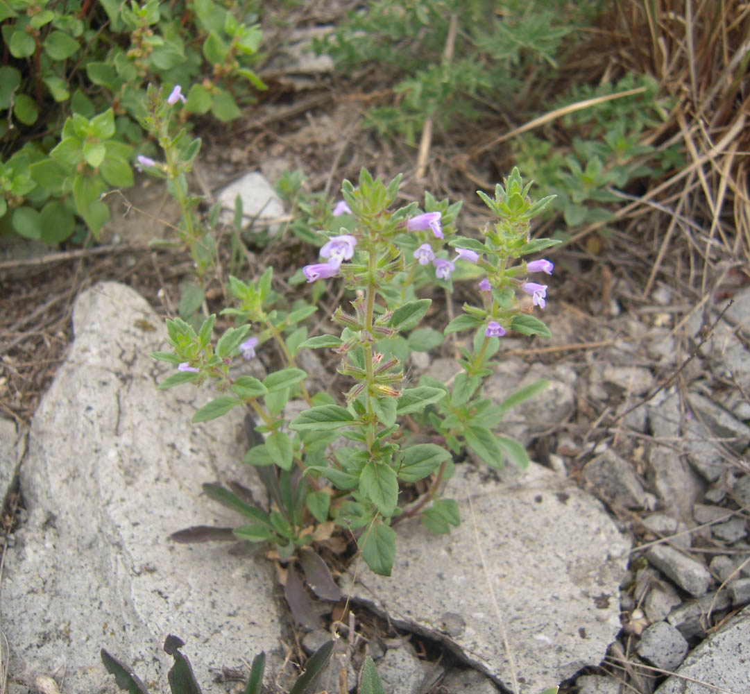 Image of Ziziphora acinos specimen.