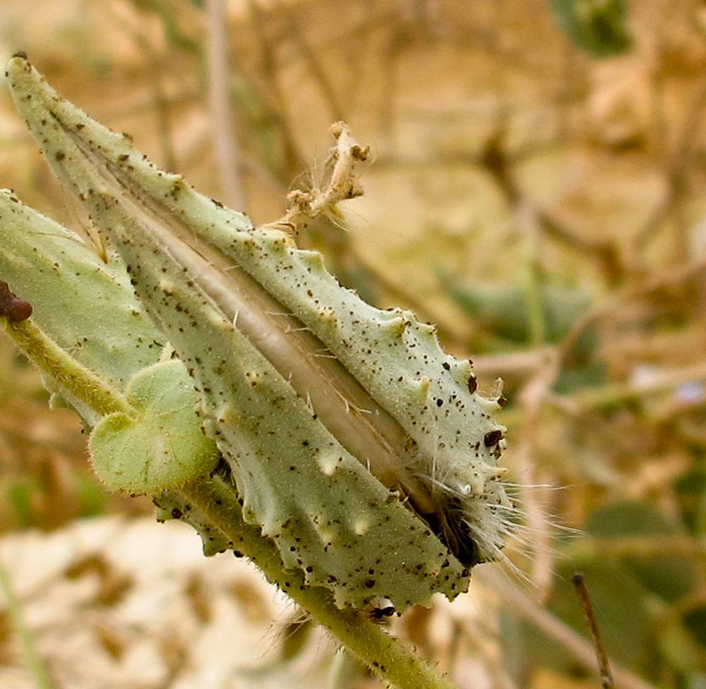 Image of Pergularia tomentosa specimen.