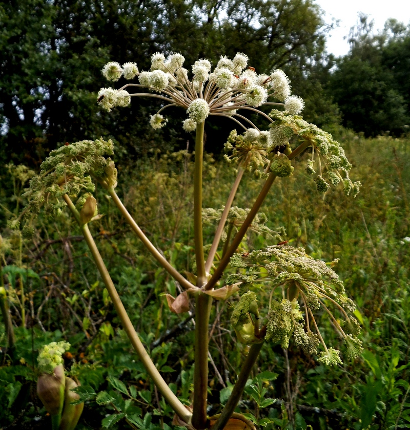 Изображение особи Angelica sylvestris.