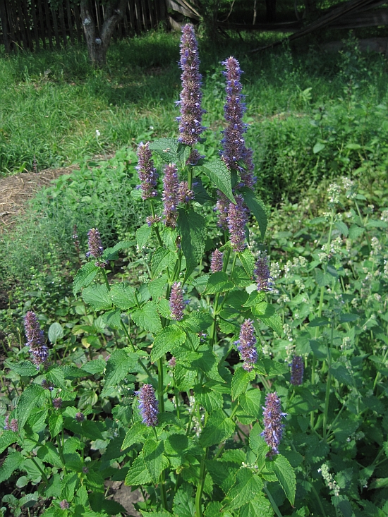 Image of Agastache rugosa specimen.