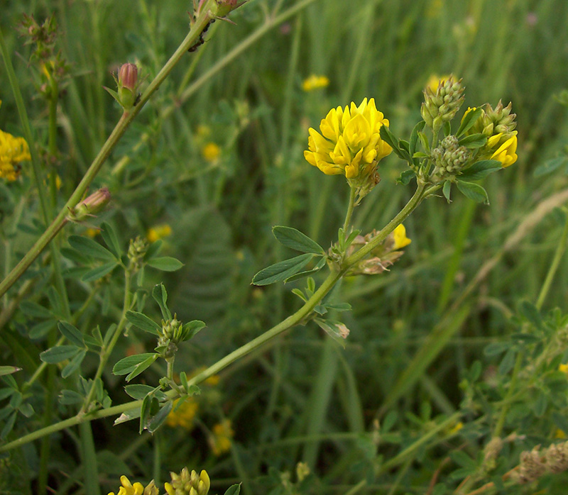 Изображение особи Medicago falcata.