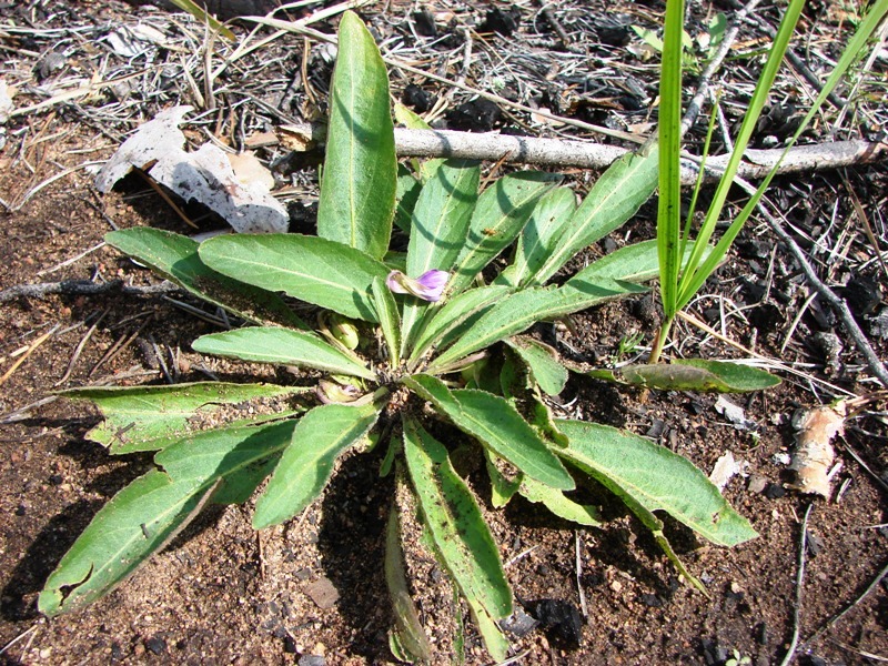 Image of Viola gmeliniana specimen.