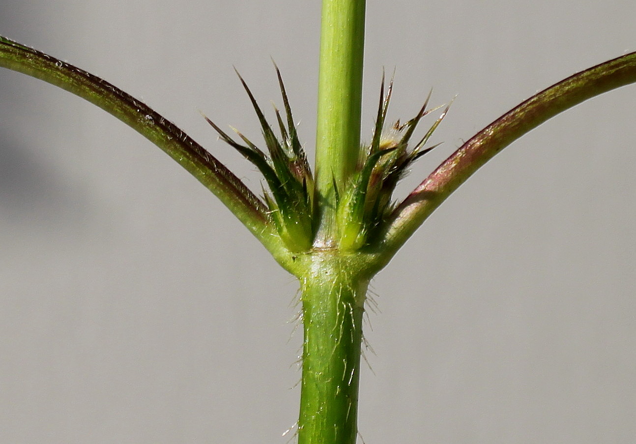 Image of Galeopsis tetrahit specimen.