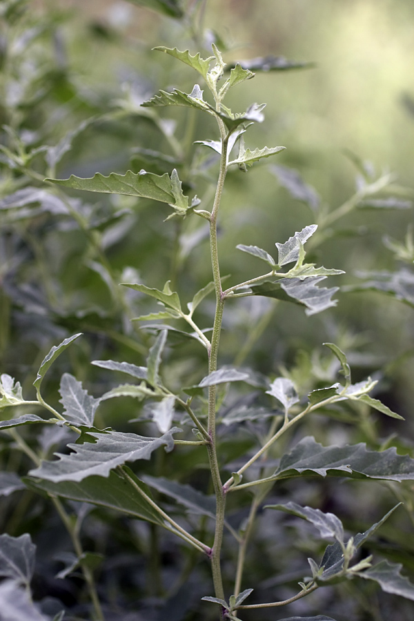 Изображение особи Atriplex tatarica.