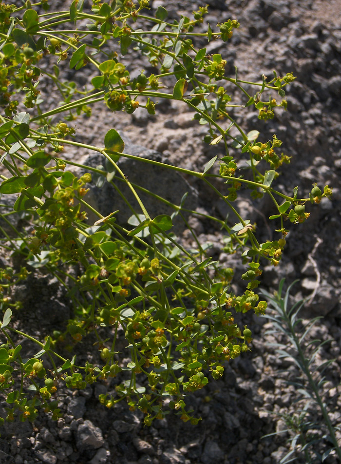 Image of genus Euphorbia specimen.