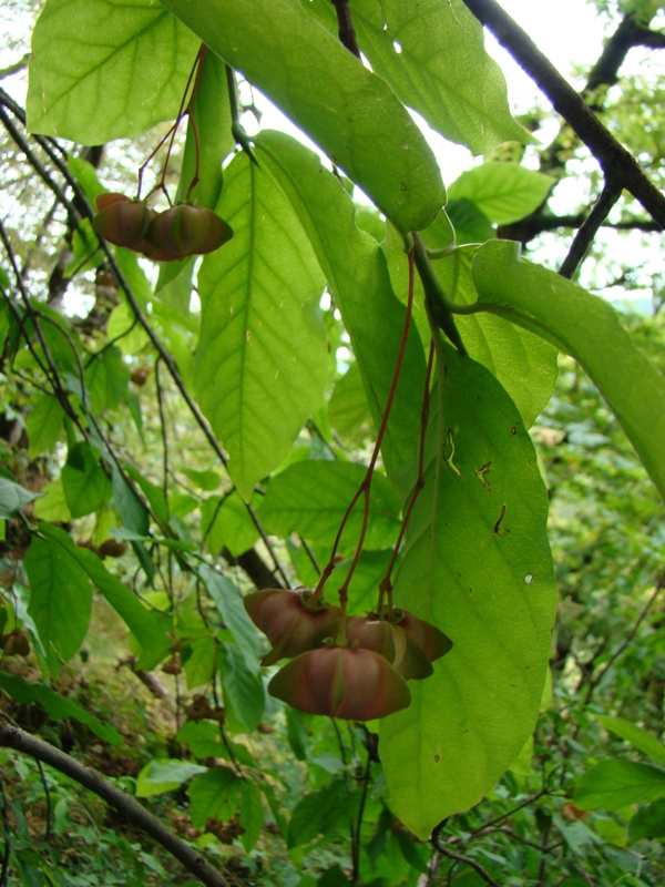 Image of Euonymus latifolius specimen.