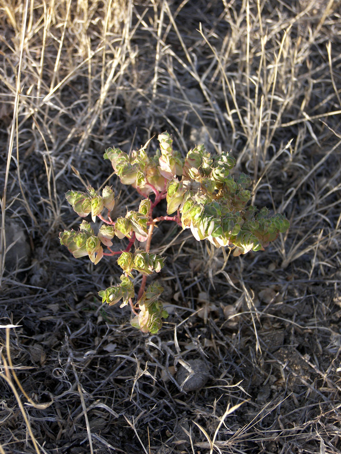 Image of Euphorbia falcata specimen.