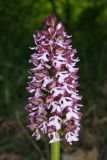 Orchis purpurea subspecies caucasica. Соцветие (высота - 9,5 см). Краснодарский край, муниципальное образование г. Новороссийск., ст. Натухаевская, шибляк на склоне Ю экспозиции. 1 мая 2012 г.