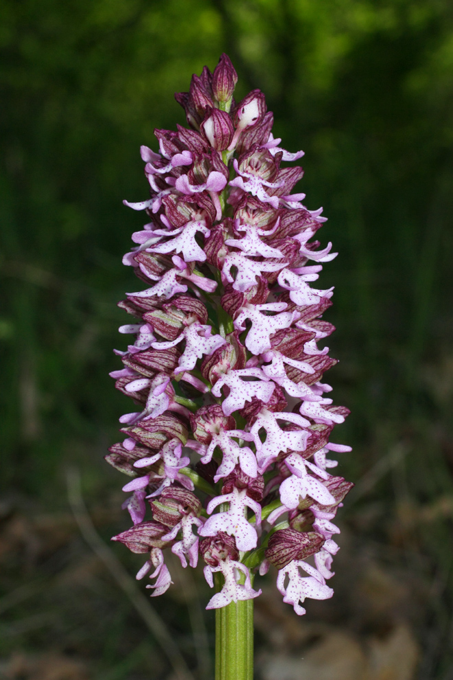 Image of Orchis purpurea ssp. caucasica specimen.