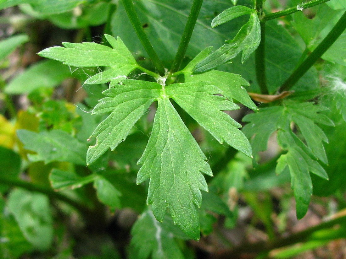 Image of Ranunculus repens specimen.