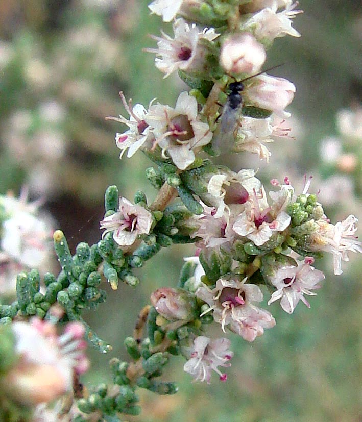 Image of Reaumuria songarica specimen.