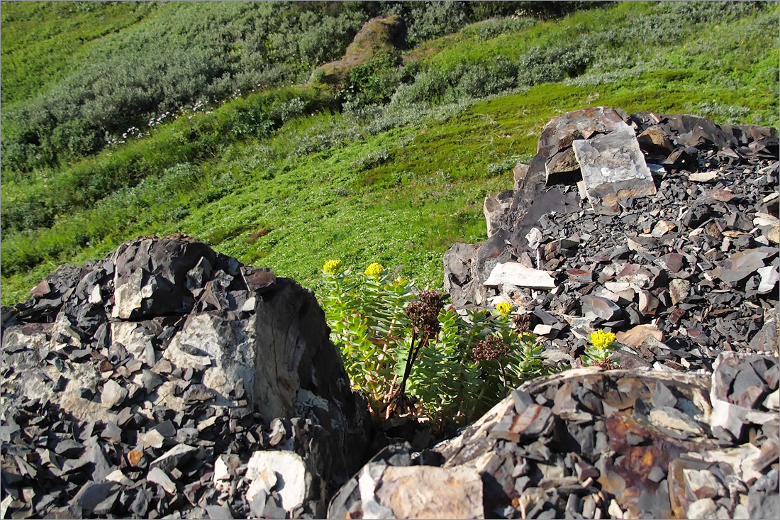 Image of Rhodiola rosea specimen.