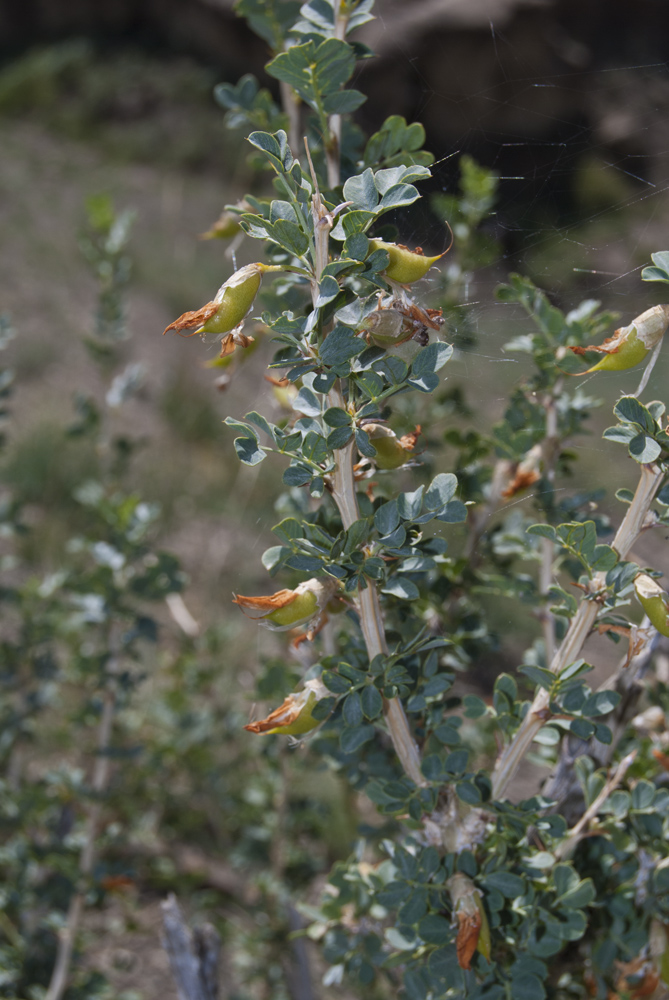 Image of Caragana bungei specimen.