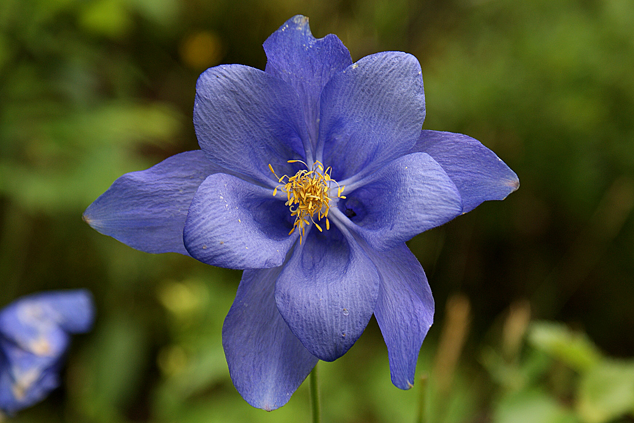 Изображение особи Aquilegia glandulosa.