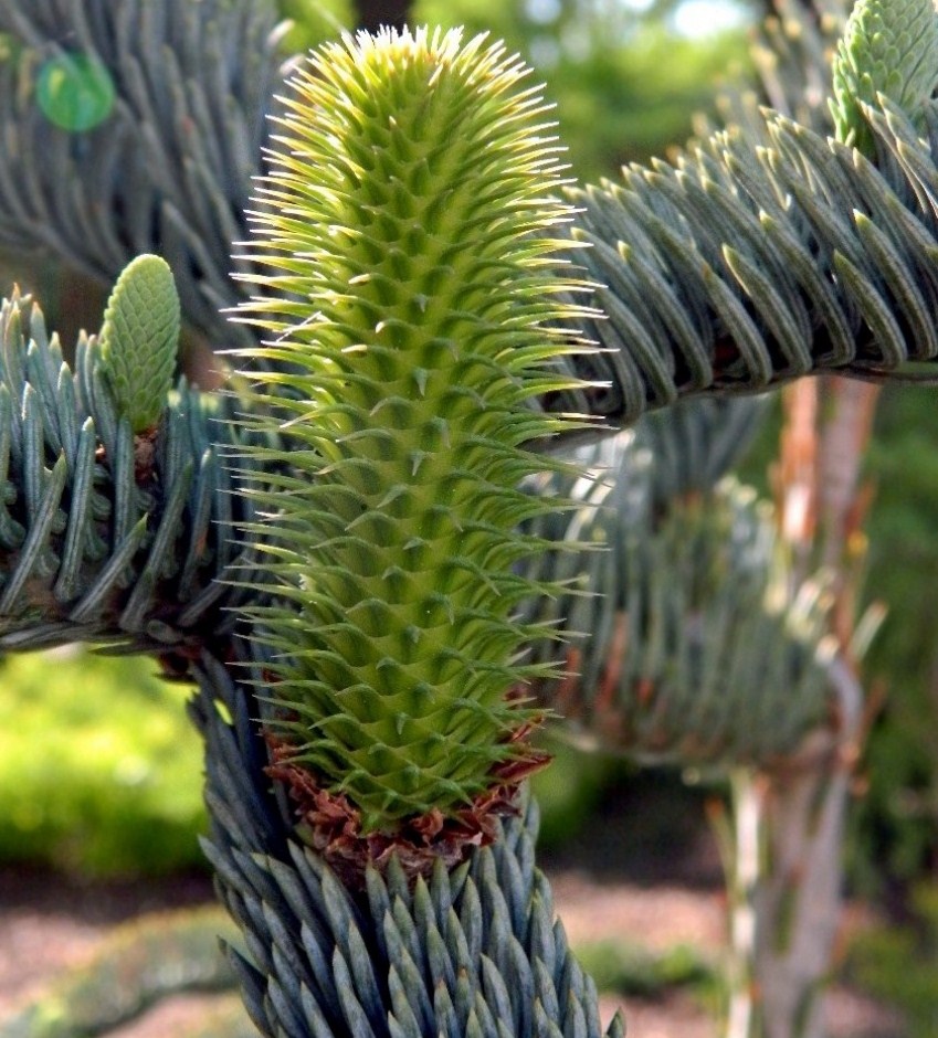 Image of Abies procera f. glauca specimen.