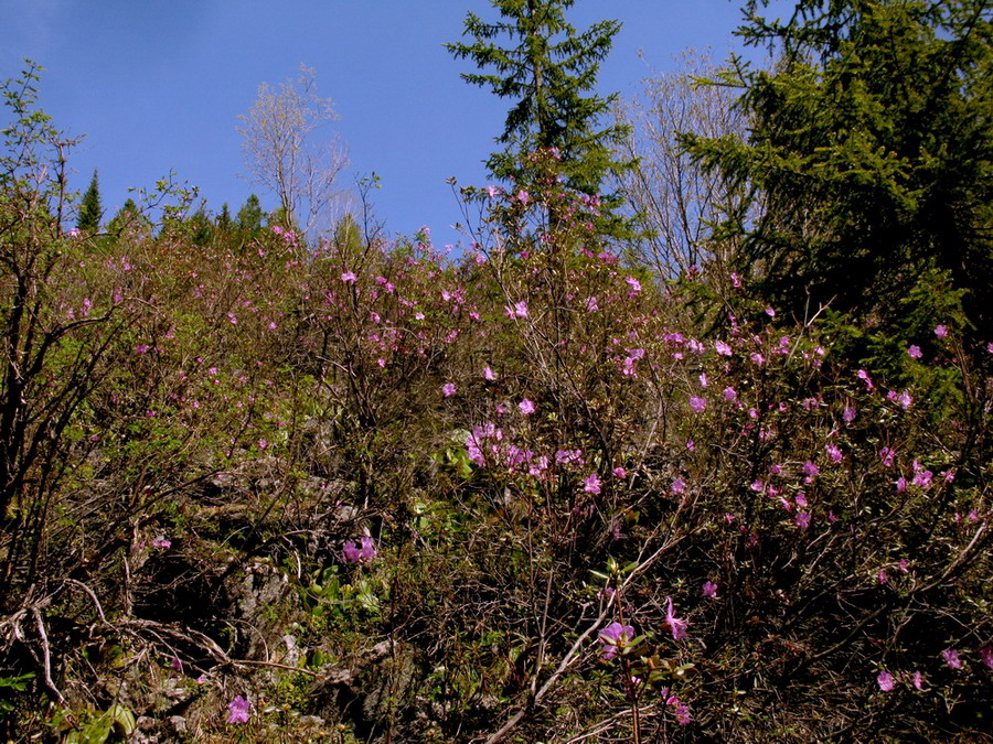 Image of Rhododendron ledebourii specimen.