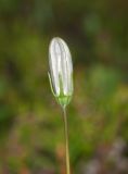 Campanula rotundifolia. Бутон. Окр. г. Мурманска, луговина на склоне сопки. 30.06.2013.