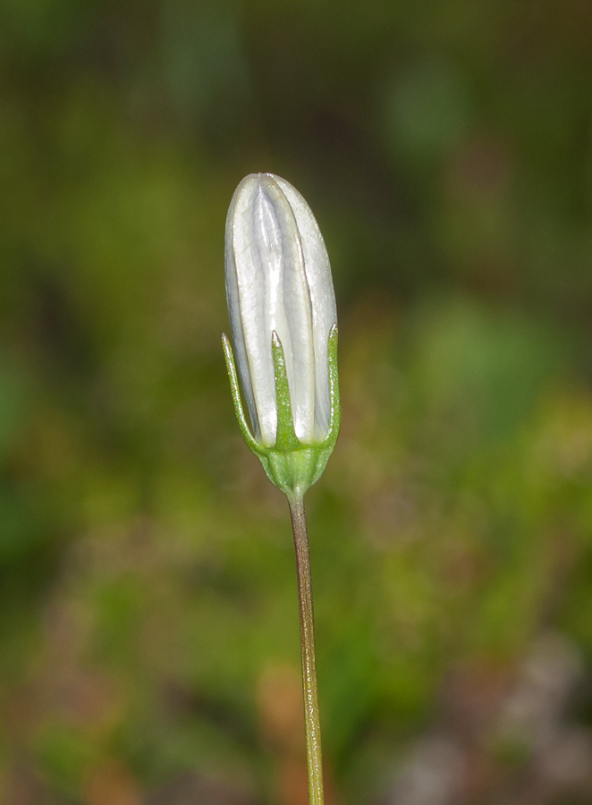 Изображение особи Campanula rotundifolia.