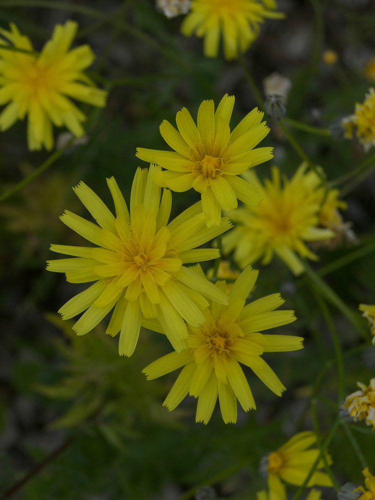 Изображение особи Crepis sonchifolia.