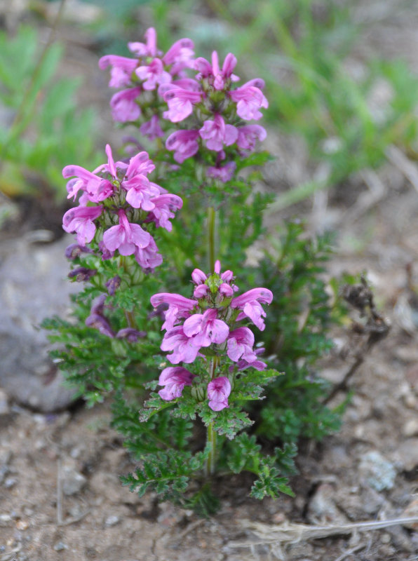 Изображение особи Pedicularis verticillata.