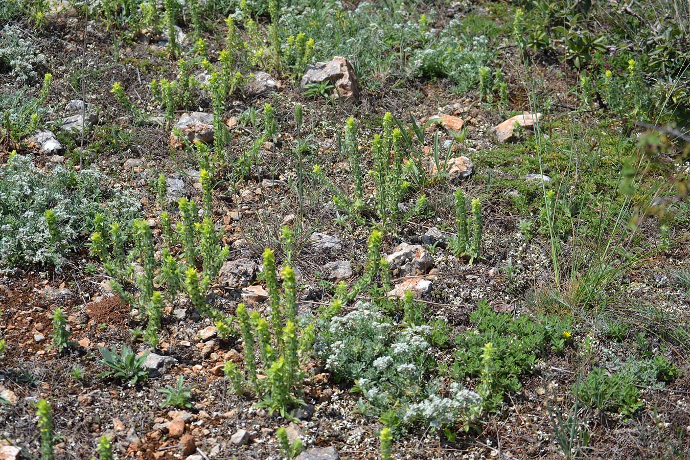 Image of Sideritis montana specimen.