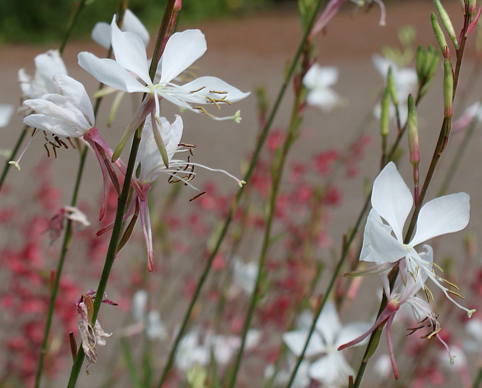 Image of Gaura lindheimeri specimen.