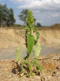 Amaranthus retroflexus