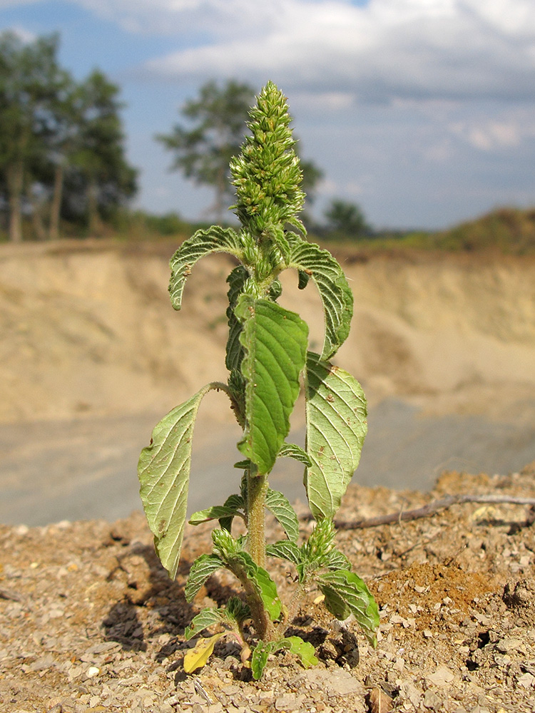 Изображение особи Amaranthus retroflexus.