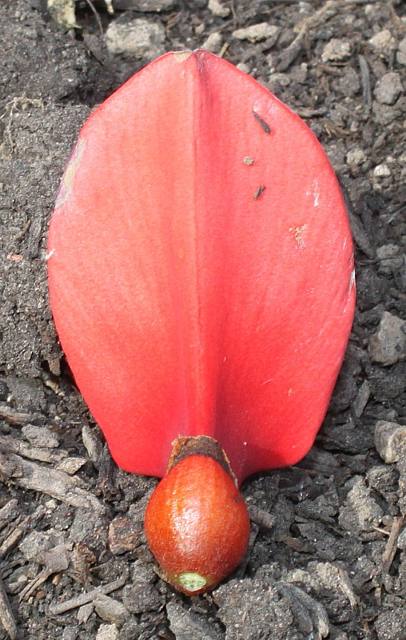 Image of Erythrina crista-galli specimen.