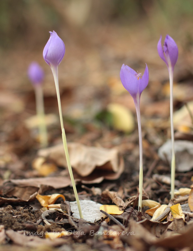 Изображение особи Crocus banaticus.