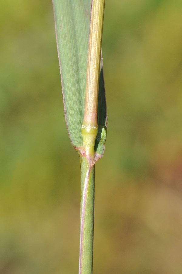 Image of Phleum phleoides specimen.