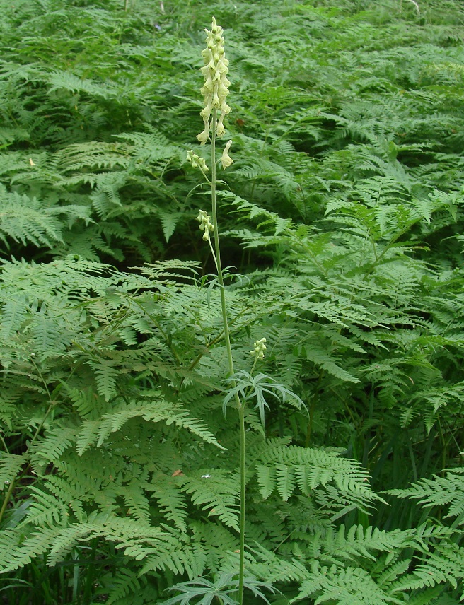 Image of Aconitum barbatum specimen.