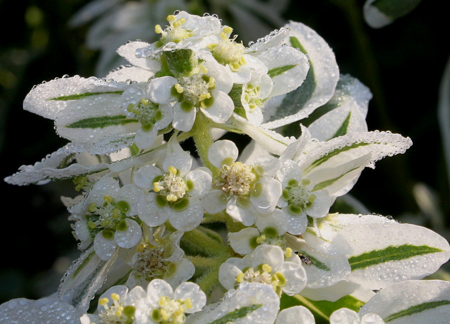 Изображение особи Euphorbia marginata.