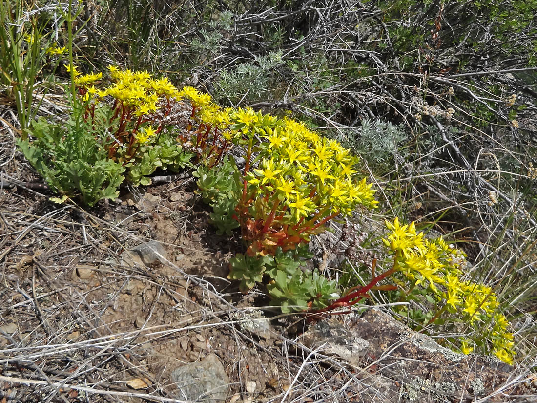 Изображение особи Aizopsis hybrida.