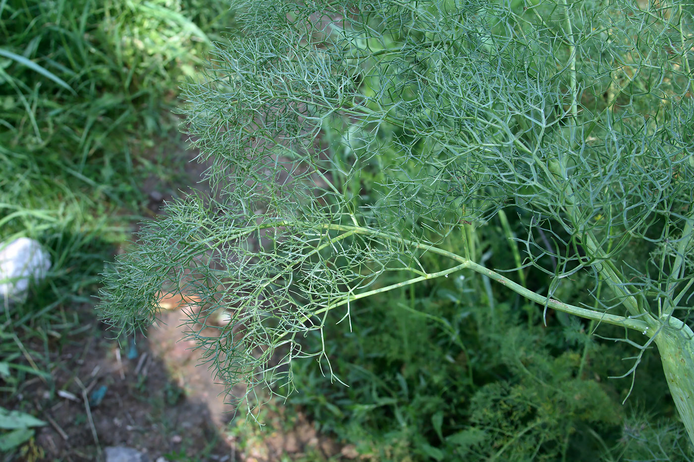 Изображение особи Ferula prangifolia.