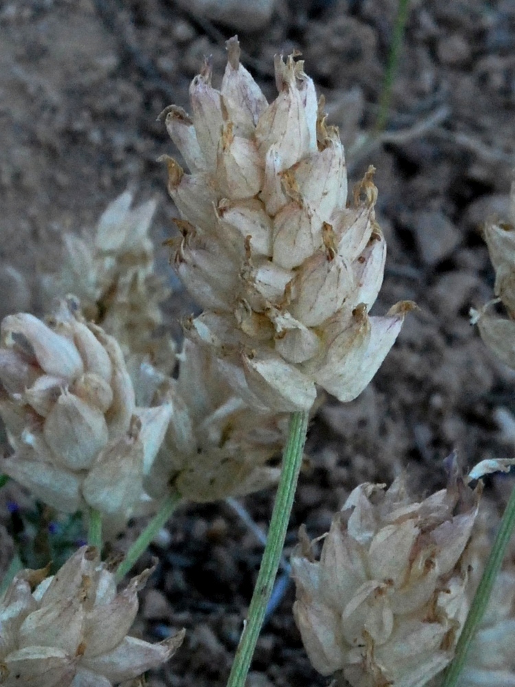 Image of Astragalus pseudonobilis specimen.