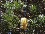 Banksia marginata