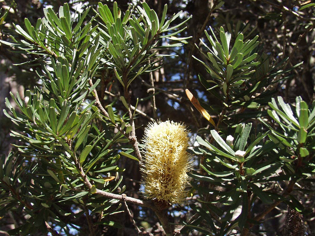 Изображение особи Banksia marginata.